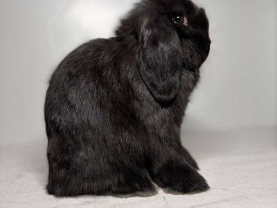 Holland lop doe