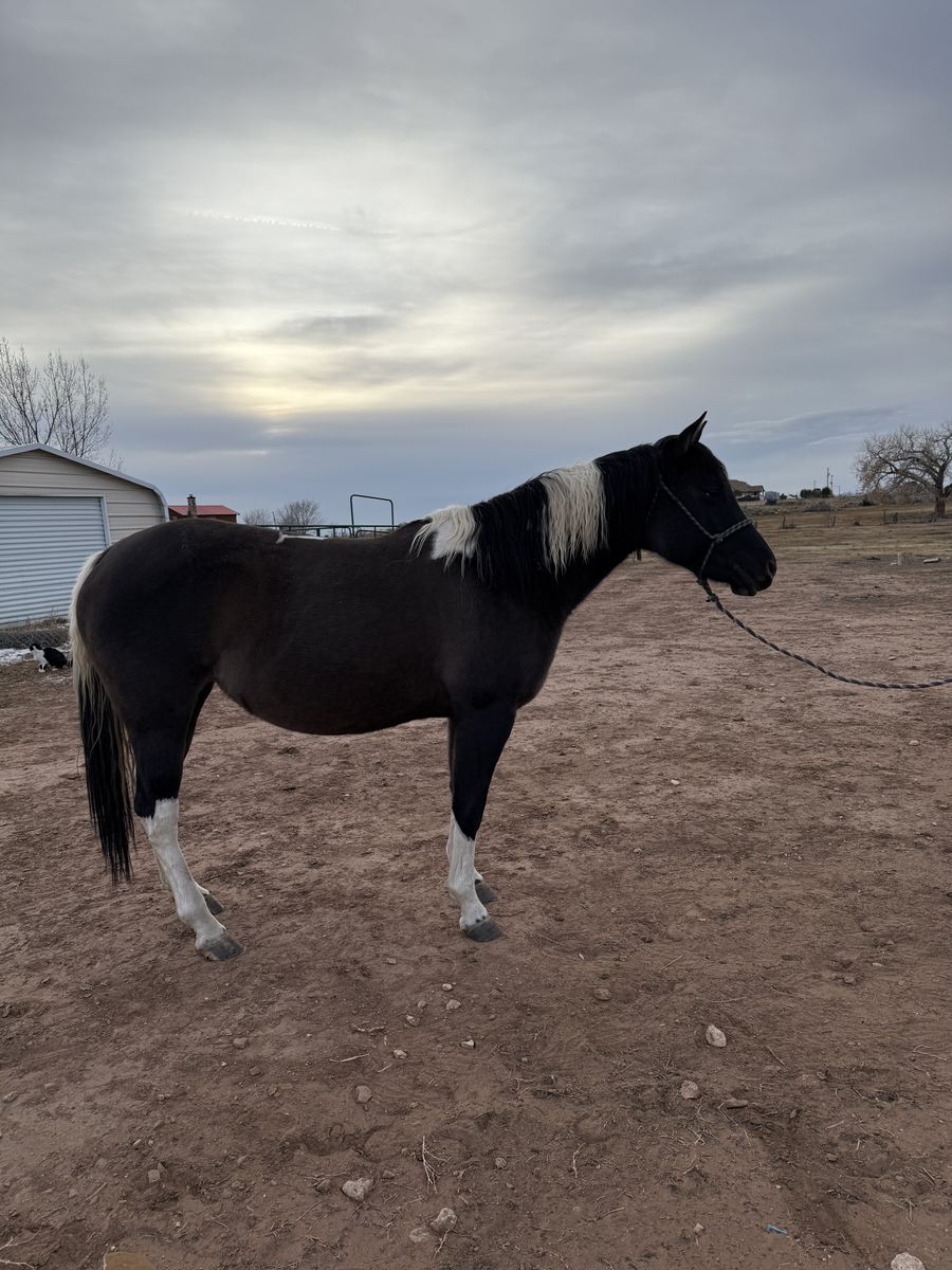 Grulla APHA Registered mare in Foal for 2027