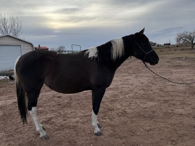 Grulla APHA Registered mare in Foal for 2027