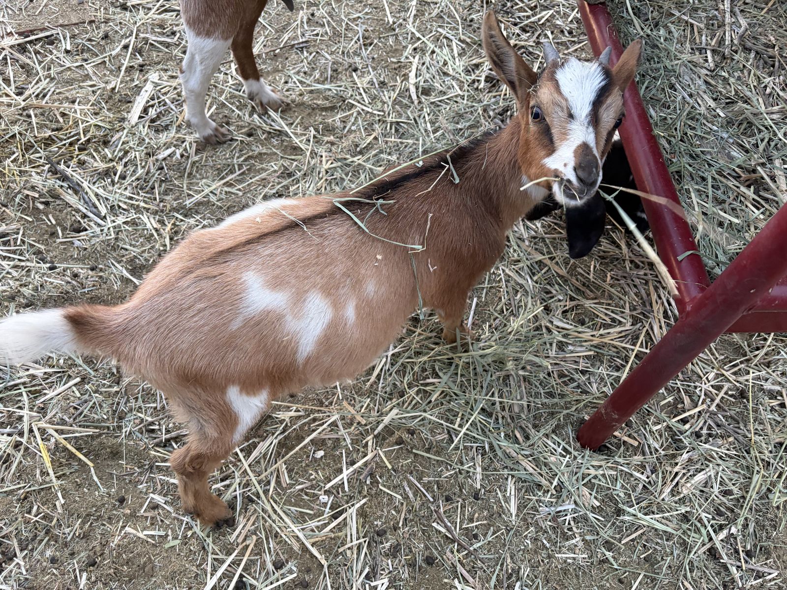 Registered Nigerian Dwarf doeling