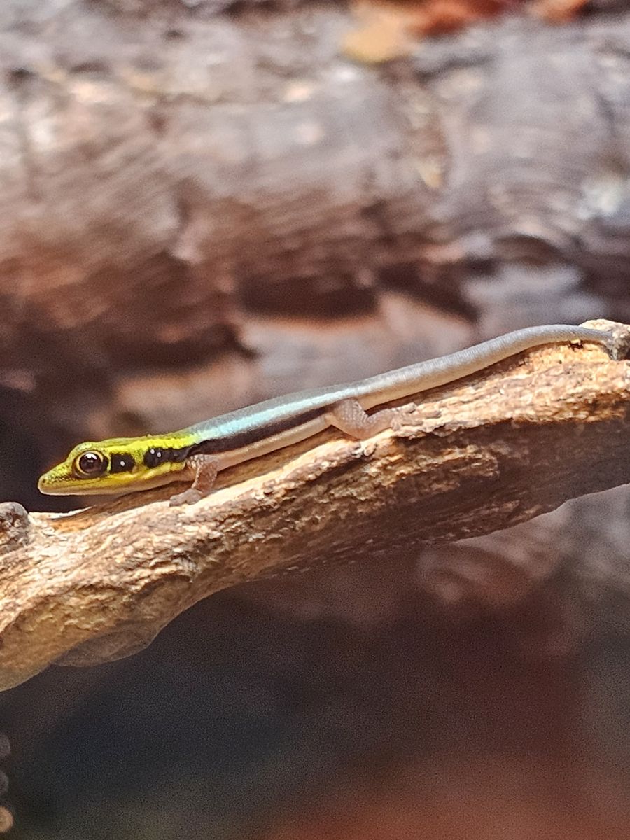 Neon Day Geckos For Sale