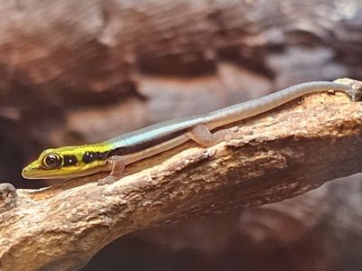 Neon Day Geckos For Sale