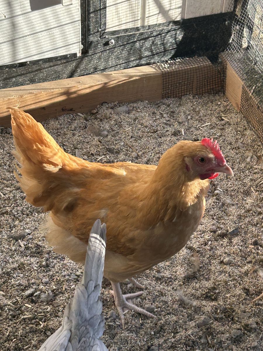 2 free roosters