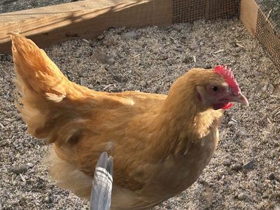 2 free roosters