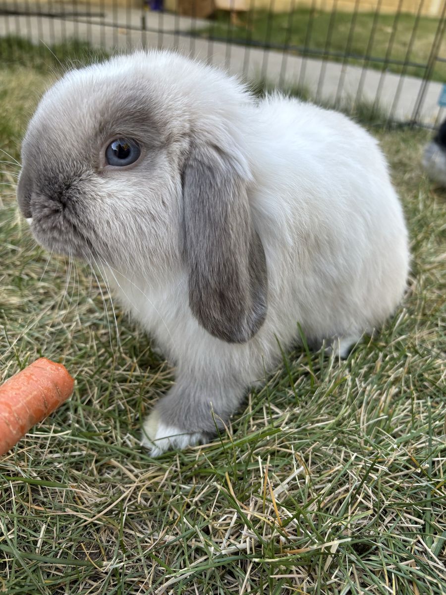 Free Holland Lop Rabbit