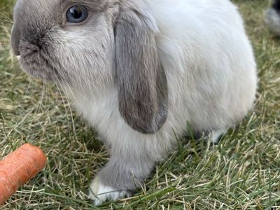 Free Holland Lop Rabbit