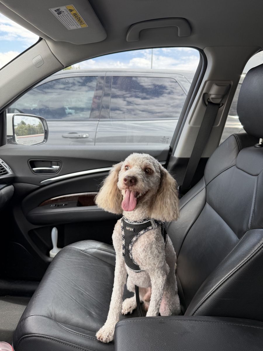 Miniature Goldendoodle