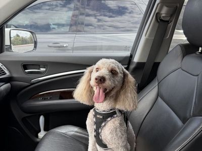 Miniature Goldendoodle