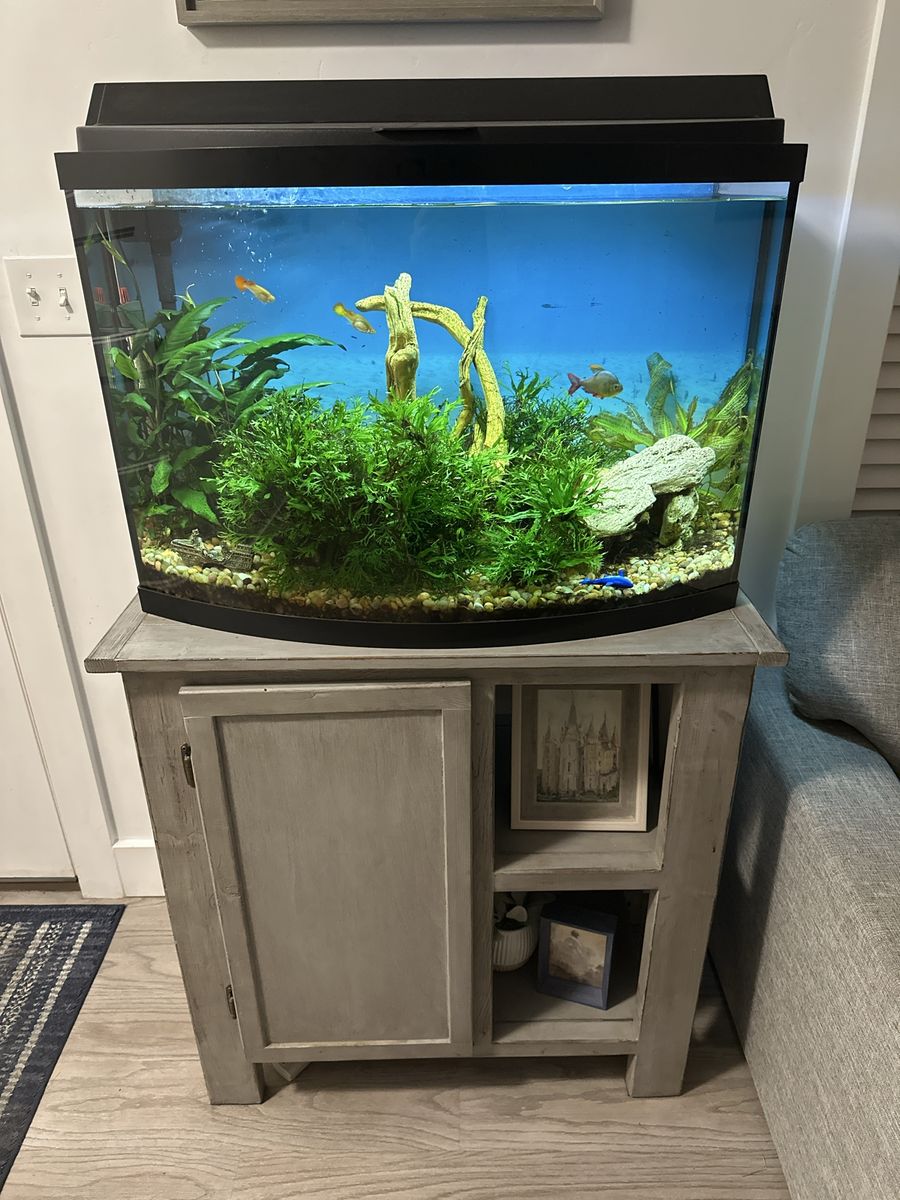 Bowfront Aquarium / Fish Tank with Stand