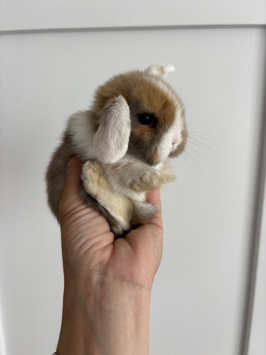 Holland lop buck