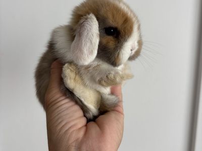 Holland lop buck