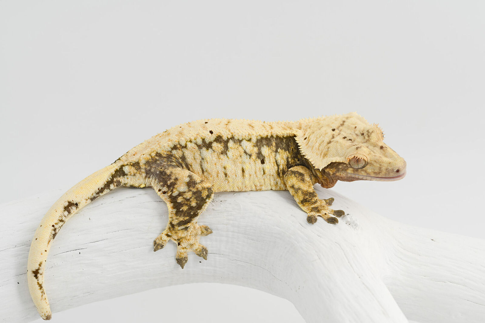 Extreme Harlequin Crested Gecko