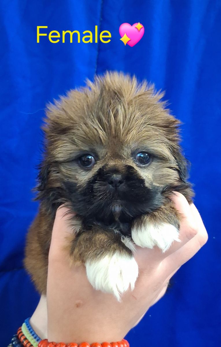 Purebred Shih Tzu puppies female & Male