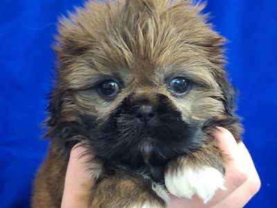 Purebred Shih Tzu puppies female & Male