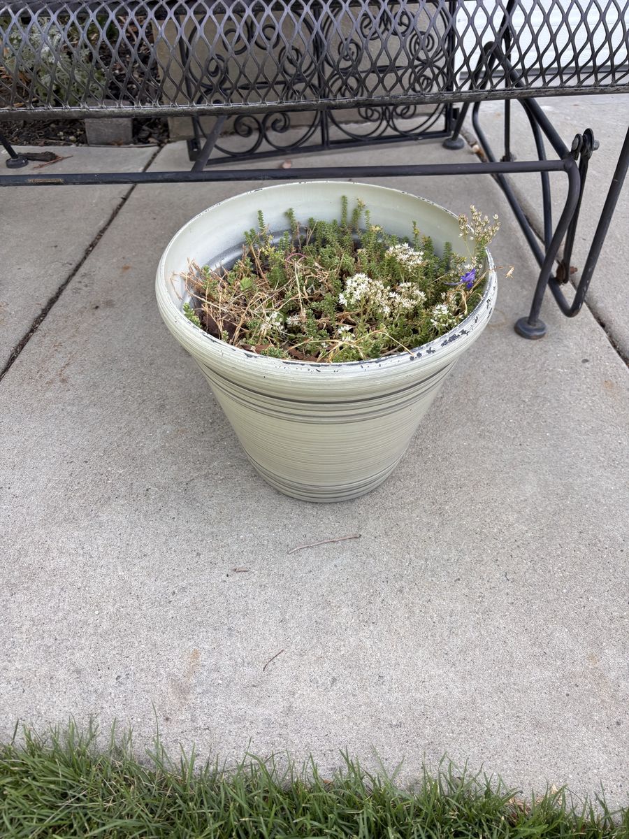 Pot with succulents.