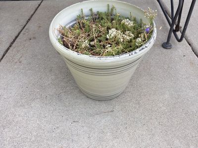Pot with succulents.