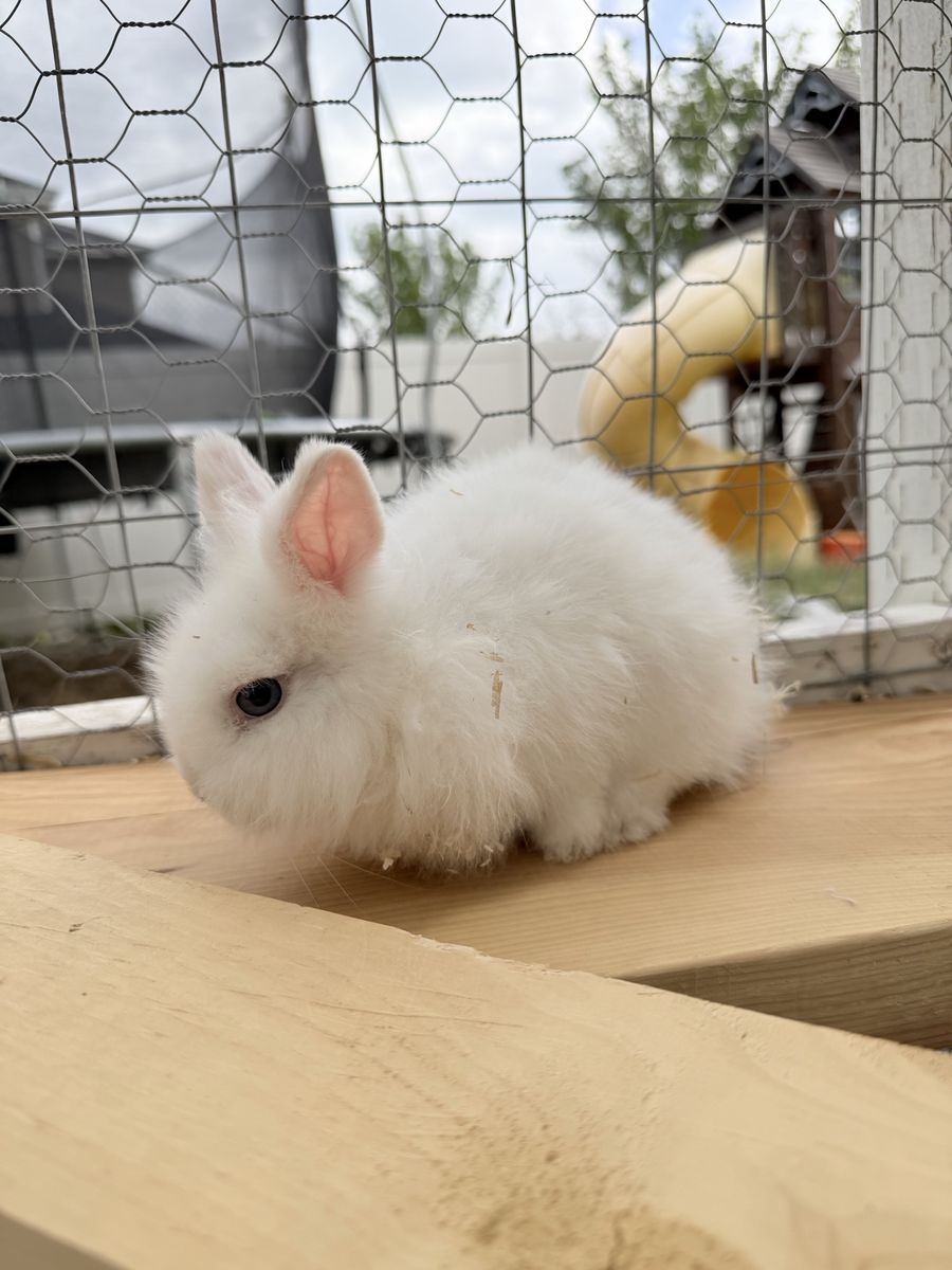 Fluffy Bunnies