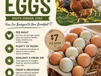 Farm FRESH backyard chicken eggs!