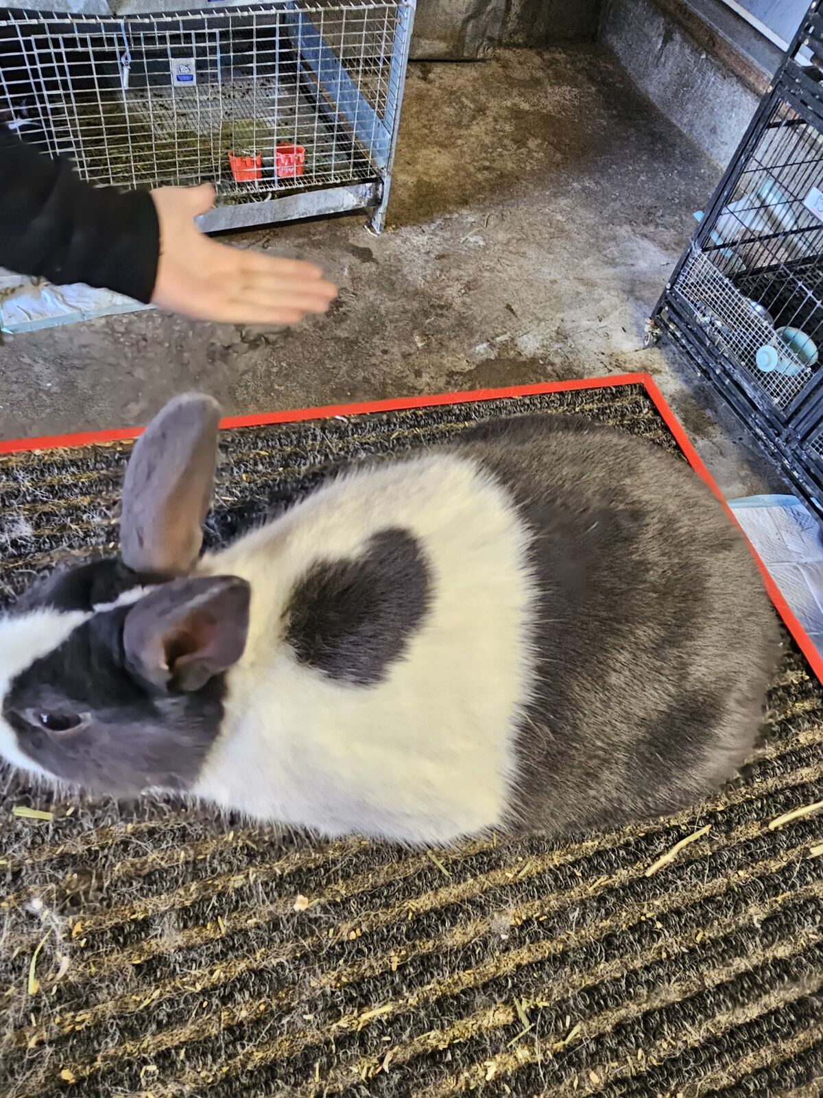 Pet Quality Dutch Rabbit Doe