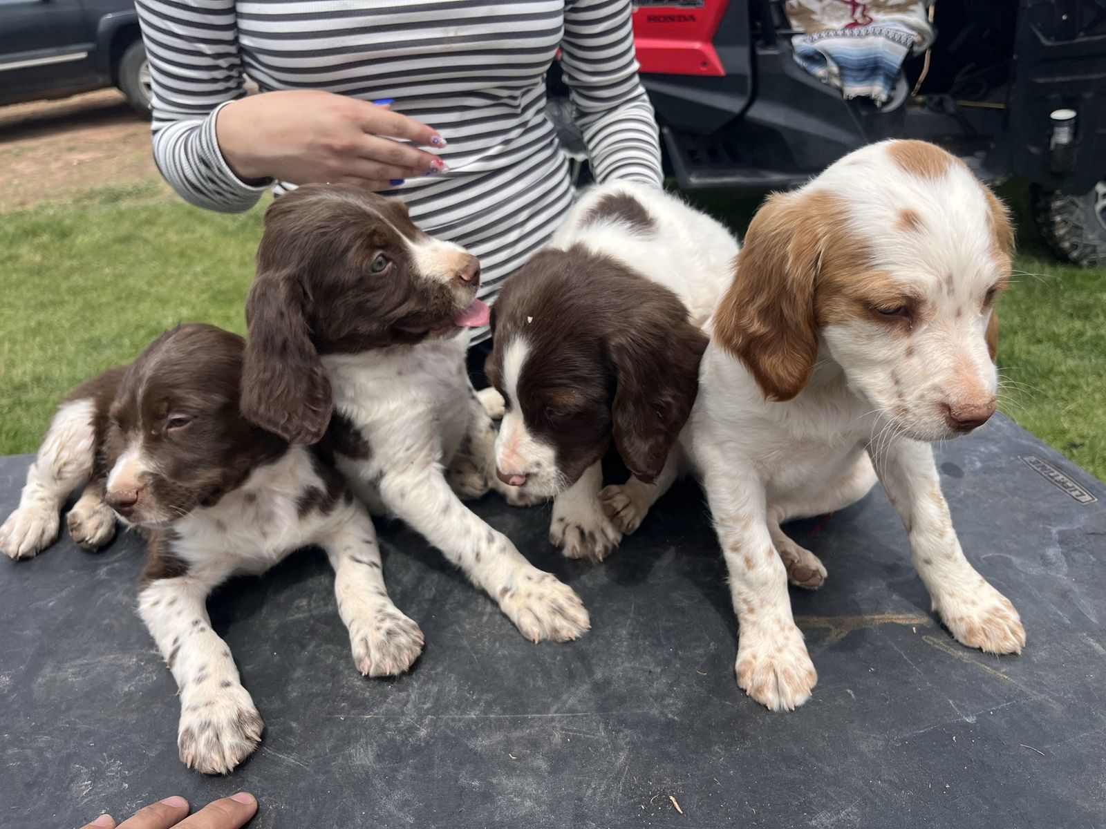 Akc Brittany puppy’s
