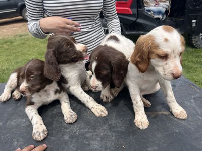 Akc Brittany puppy’s