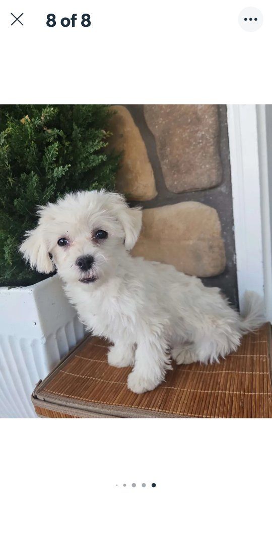 Male Morkie (maltese/yorkie)