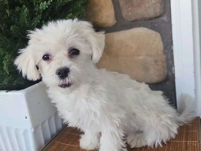 Male Morkie (maltese/yorkie)