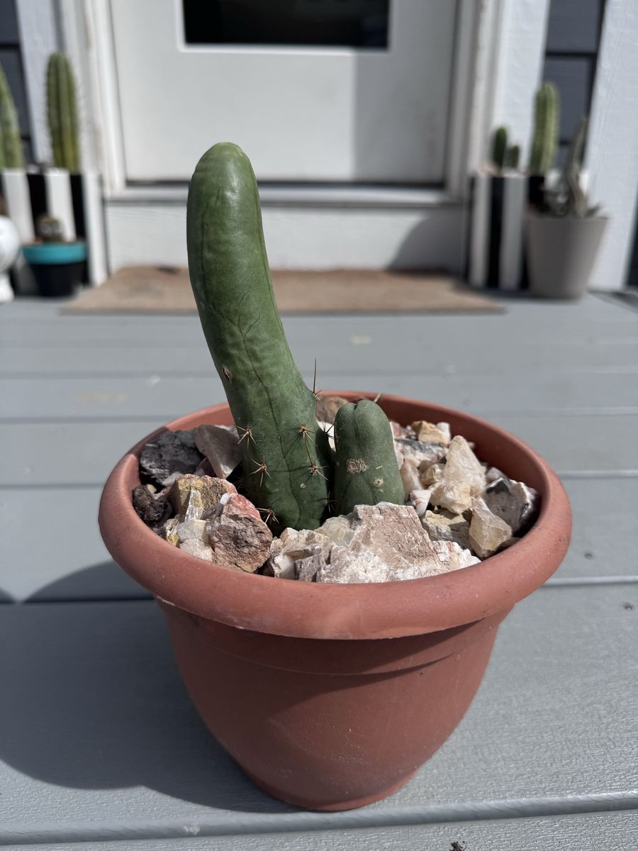San Pedro TBM Trichocereus Bridgessii Monsteose