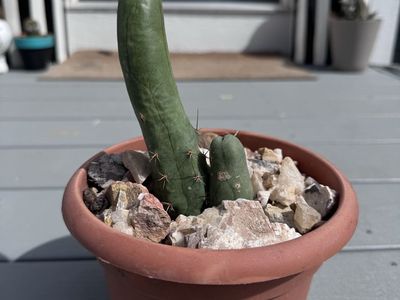 San Pedro TBM Trichocereus Bridgessii Monsteose