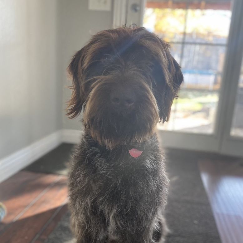AKC Registered Wirehaired Pointing Griffon Stud