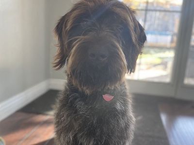 AKC Registered Wirehaired Pointing Griffon Stud
