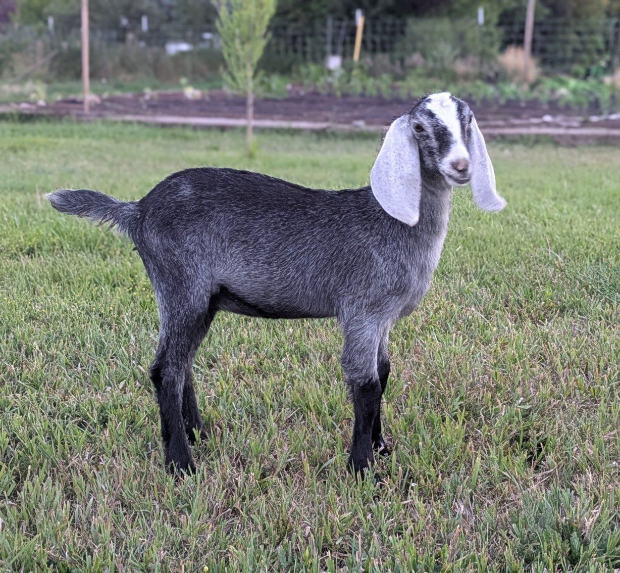 Sweetest Nubian doeling grey roan