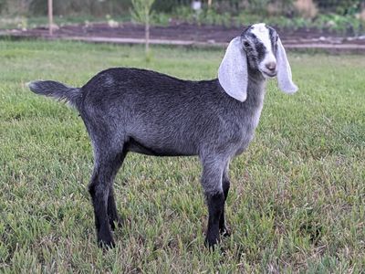 Sweetest Nubian doeling grey roan