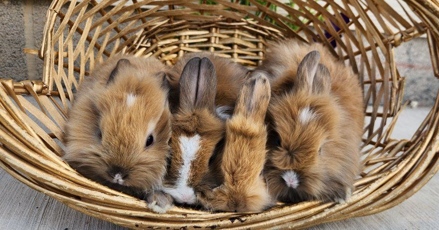 Adorable lion head mix bunnies