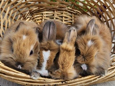 Adorable lion head mix bunnies