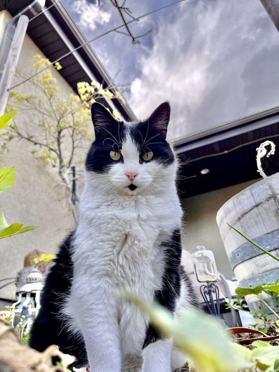 Missing cat Bluffdale Utah