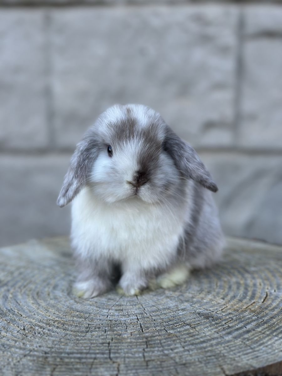 Chocolate Magpie Holland Lop Baby Girl