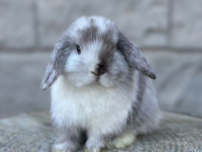 Chocolate Magpie Holland Lop Baby Girl