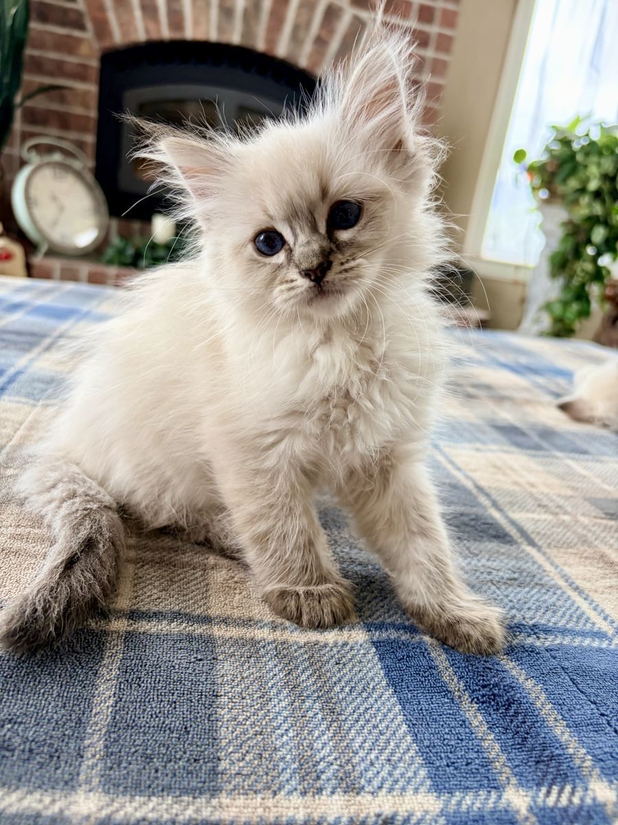 Gorgeous Ragdoll Kittens Ready Now