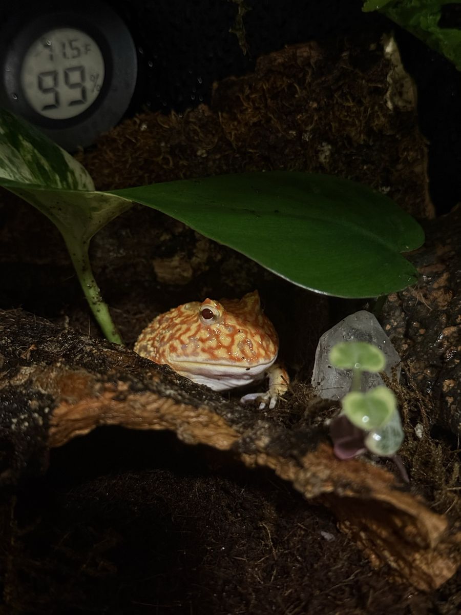 Pac-man frog and supplies