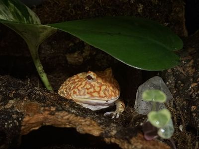 Pac-man frog and supplies