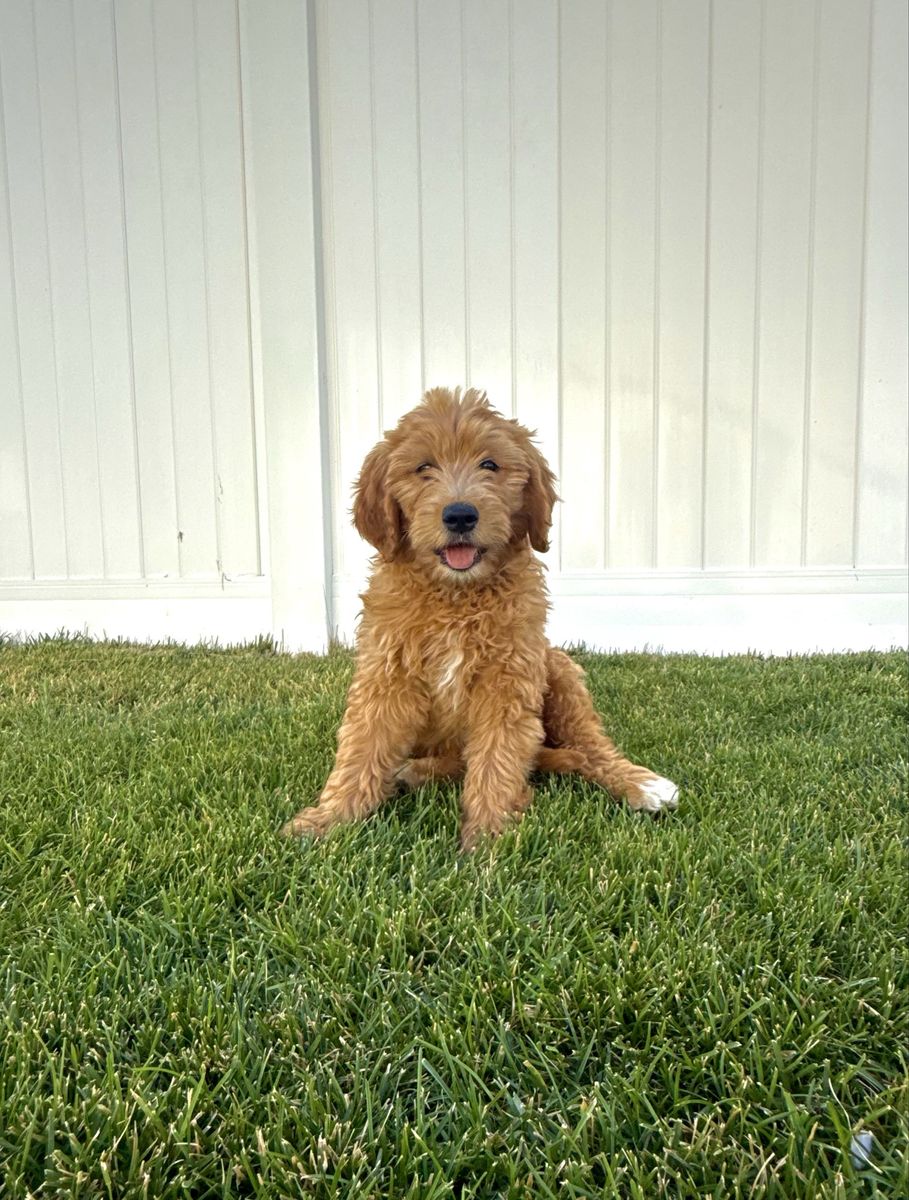 Mini / Medium Goldendoodle Puppies - 1 left