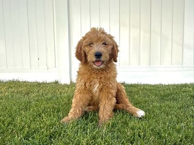Mini / Medium Goldendoodle Puppies - 1 left