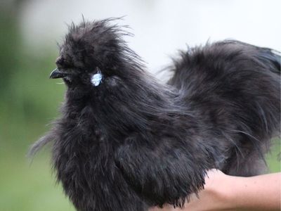 Black Silkie Rooster w/ Vaulted skull