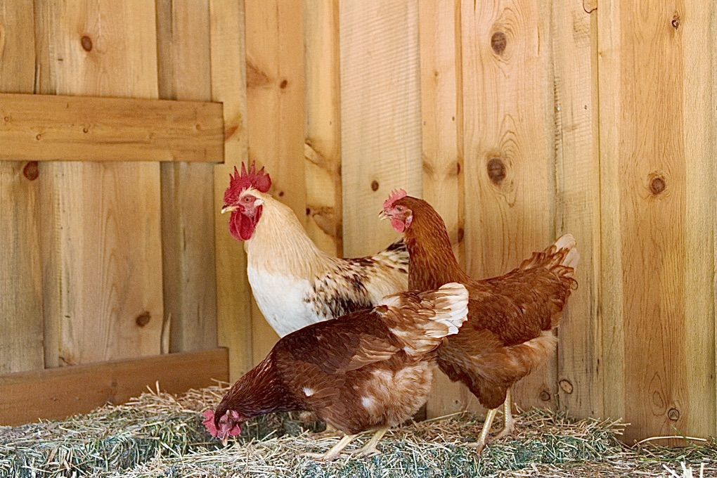 5 Red Star Hens