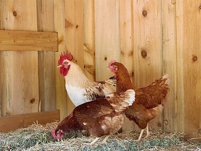 5 Red Star Hens