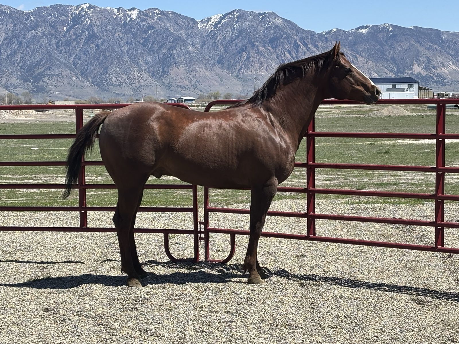 Quarter Horse Stallion