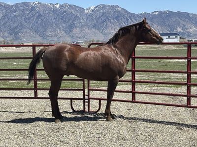 Quarter Horse Stallion