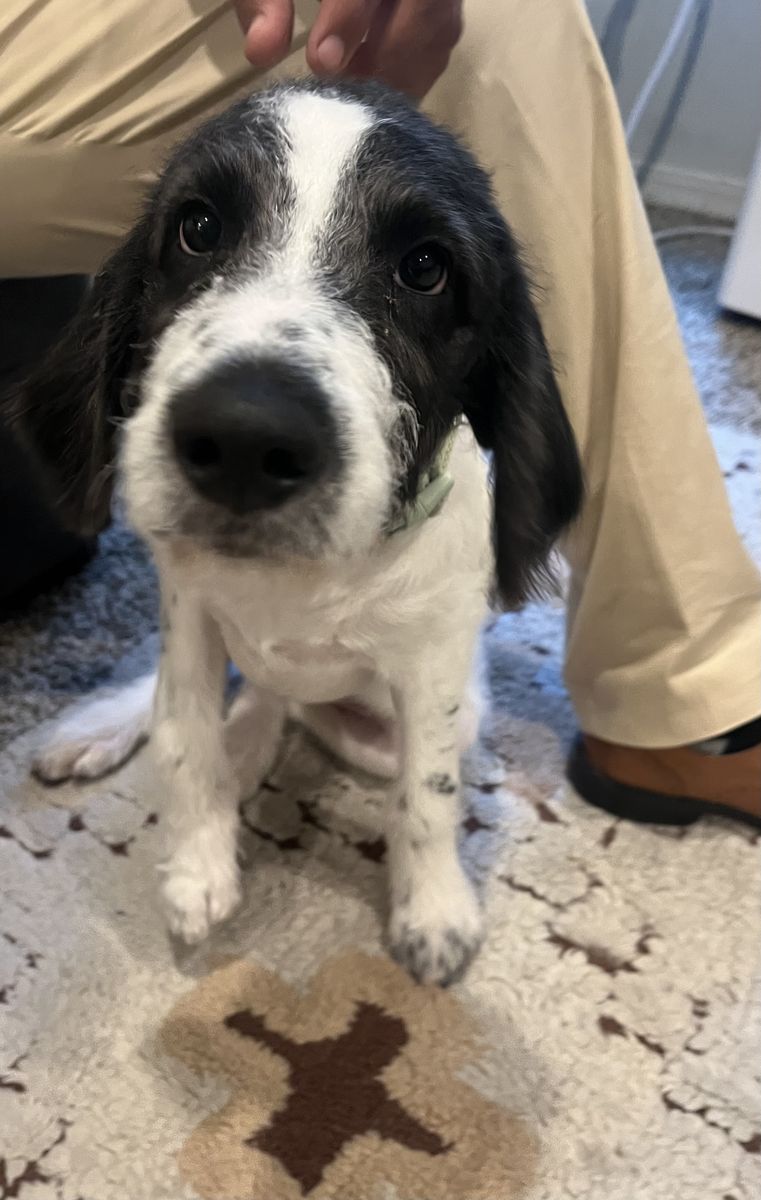Munsterlander Poodle Puppy