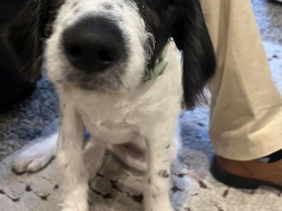 Munsterlander Poodle Puppy